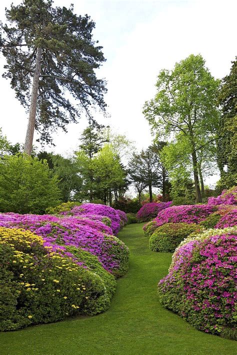 Azaleas in spring bloom, gardens of … – License image – 71051905 Image ...