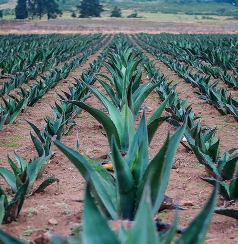 Pulque, Drink of the Gods – Mexico Unexplained