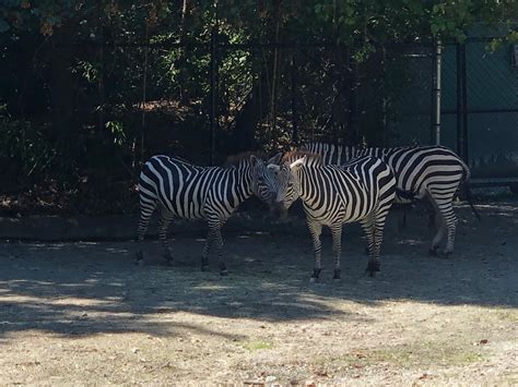 Roger Williams Park Zoo 2023 Zebras B by AlecBorden1014 on DeviantArt