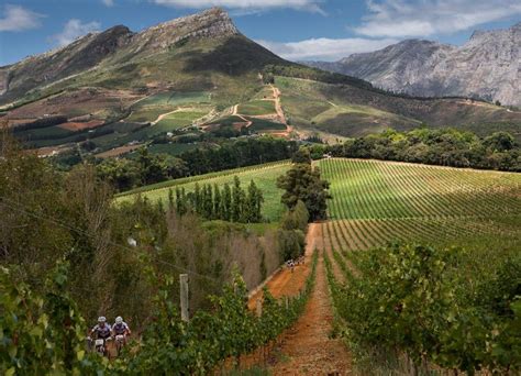 The vineyards at Thelema Wine Estate, Stellenbosch, South Africa | Amazing Vineyards | Pinterest ...