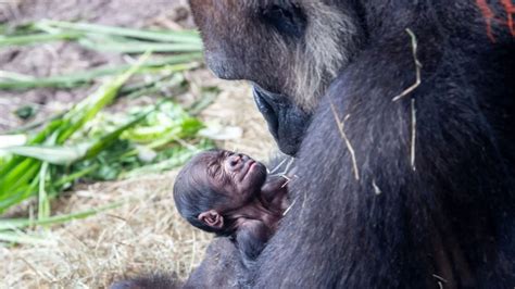 Baby gorilla born at Disney’s Animal Kingdom