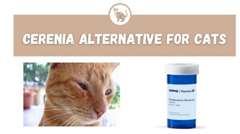 Cerenia Alternative for Cats - The Kitty Expert