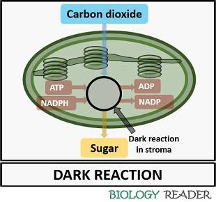 Difference Between Light Reaction and Dark Reaction (with Comparison Chart) - Biology Reader