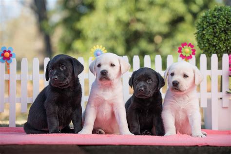 Puppy Raisers Needed for Guide Dogs NSW/ACT | Australian Dog Lover