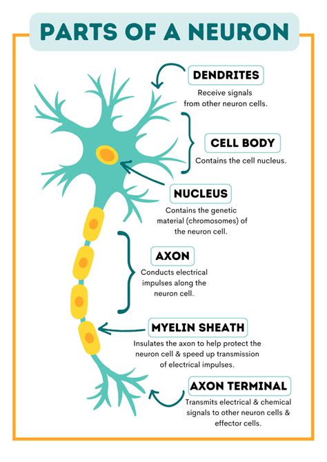 Neurons (Nerve Cells): Structure, Function & Types