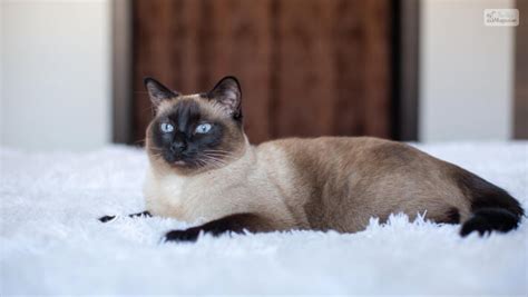 The Beauty And Personality Of Mix Siamese Cats