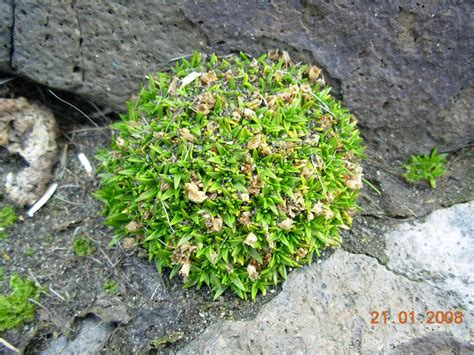 Antarctic Pearlwort (Antarctica Plants) · iNaturalist