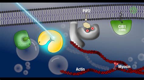 Applications of optogenetics at EMBL - YouTube