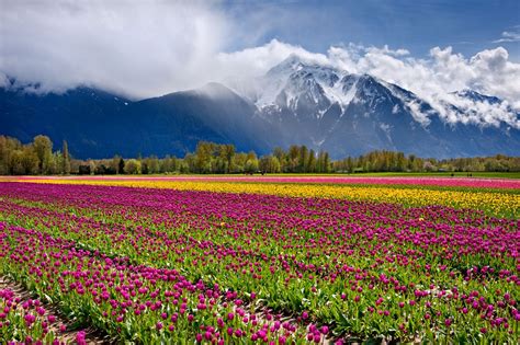 Fraser Valley, BC, Canada Mari Ohara, Skagit Valley, Fraser Valley, Tulip Fields, Heaven On ...