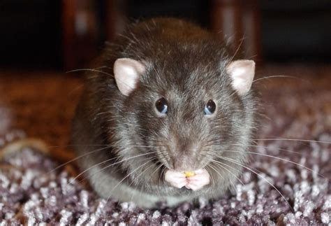 Can Rats Eat Raisins? – Rodent Zone