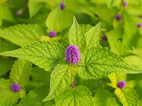 Anise Hyssop (Agastache foeniculum) - Varieties, Planting & Care Guide | Trees.com