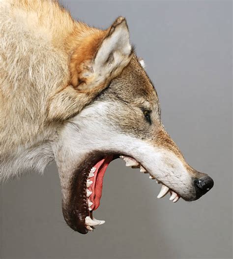 9 400+ Gueule De Loup Photos, taleaux et images libre de droits - iStock