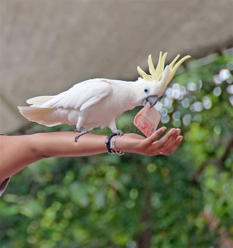 A bird in the hand stock photo. Image of white, dollar - 10585800