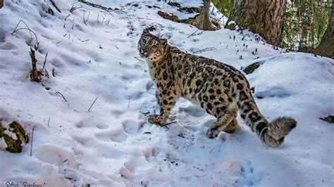 Saving the Threatened Snow Leopard in Central Asia - IUCN SOS
