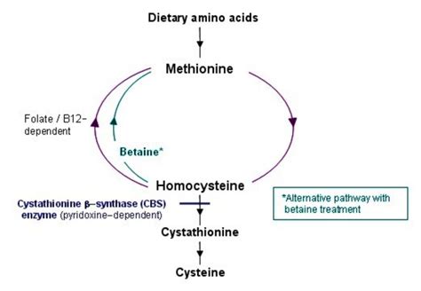 Homocystinuria: MedlinePlus Genetics