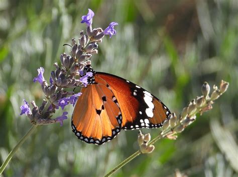 DANAUS Butterfly Blog | LEPIDOPTERA LIBANOTICA