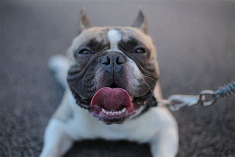 11 Reasons Why Your Dog Is Panting At Night - ThePets