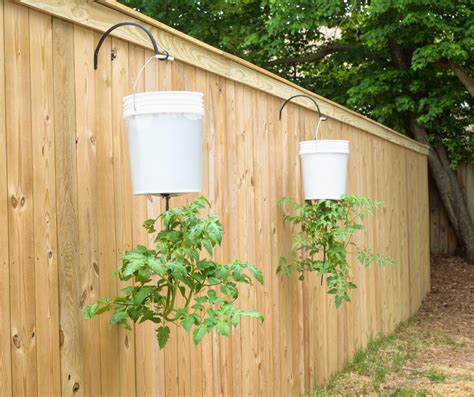 Tips for Growing Tomatoes in Containers - Southeast AgNET