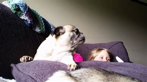 Pug singing opera - YouTube