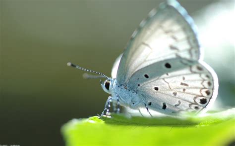 Elegant Butterfly HD Wallpaper