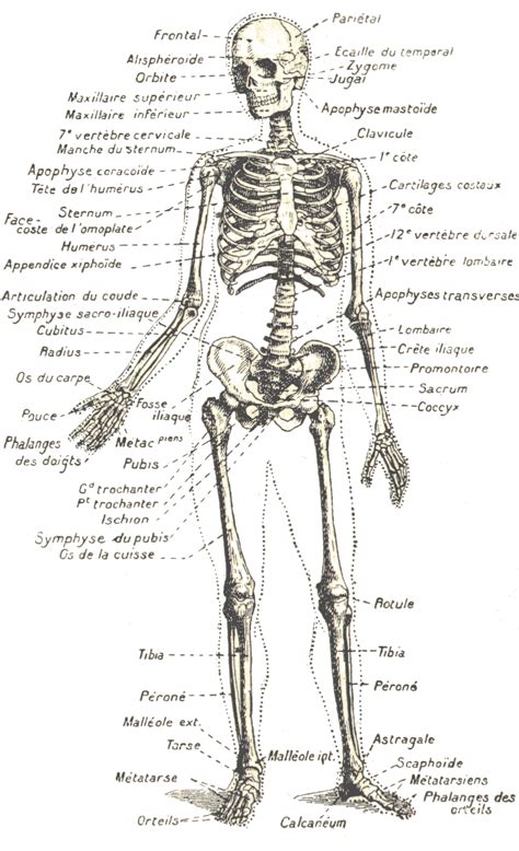 a diagram of the human skeleton with labels