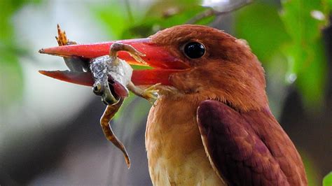 Do Birds Eat Frogs? - Birds Fact