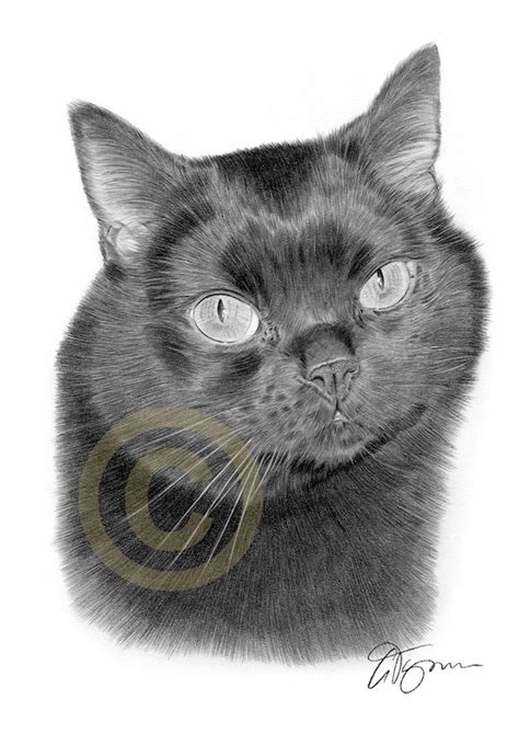 Black Cat Pencil Drawing Print Artwork Signed by Artist Gary | Etsy
