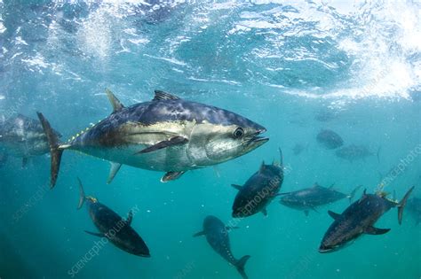 Southern Bluefin Tuna - Stock Image - C011/7940 - Science Photo Library