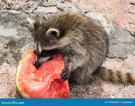 A Baby Raccoon Eating Ripe Watermelon. Stock Photo - Image of hungry, garbage: 124366096