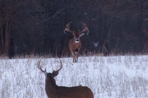 The Drury Outdoors Crew Filmed the Largest Wild Buck EVER Caught on ...