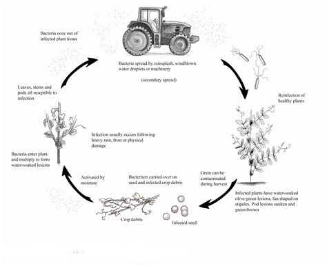 Late blight disease cycle - Hopmarine