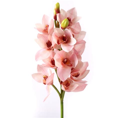 23 "Cymbidium Orchid Fiore Di Seta Stelo Singolo in Rosa/Near Naturale ...