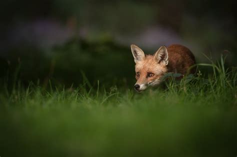 20 Sneaky & Stealthy Animals - The Masters Of Stealth - Online Field Guide