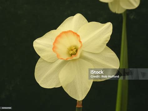 World Of Daffodil Collection Part 1 Stock Photo - Download Image Now ...