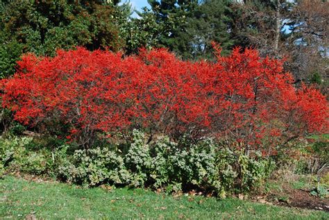 A leafless holly for winter | Native plants, Autumn landscape, Winterberry bush