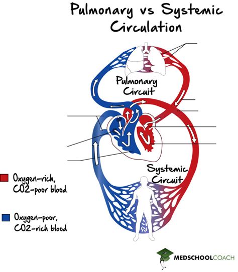 Blood Vessels – MCAT Biology | MedSchoolCoach