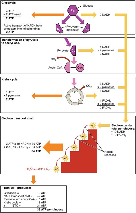 4.10 Cellular Respiration – Human Biology