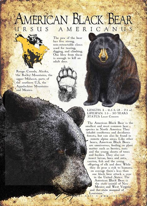 American Black Bear Poster Print / Infographic