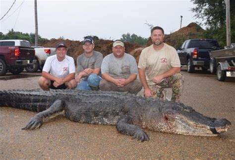 Mississippi’s Alligator Record Broken | Sporting Classics Daily