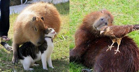 It's Official: All Animals Love Hanging Out With Capybaras | Capybara ...