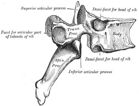 Vertebra toracica - Wikipedia