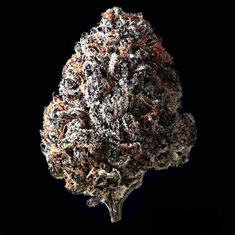 Black Cherry Pie Weed Strain Information | Leafly