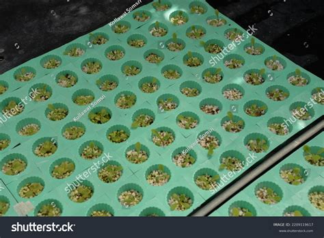 Hydroponic Nutrient Film Technique Nft System Stock Photo 2209119617 | Shutterstock