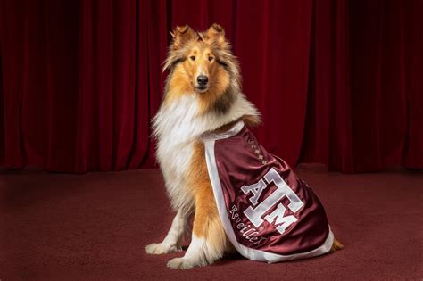 Texas A&M University on Twitter: "Introducing Reveille X, Texas A&M's ...