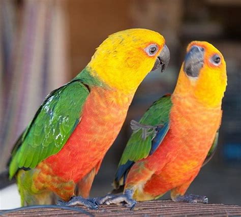 10 Intelligent and Friendly Pet Parrot Species | Parrot, Parakeet, Pet ...