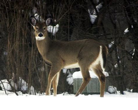 Deer cull set for University of Michigan-Dearborn campus | MLive.com