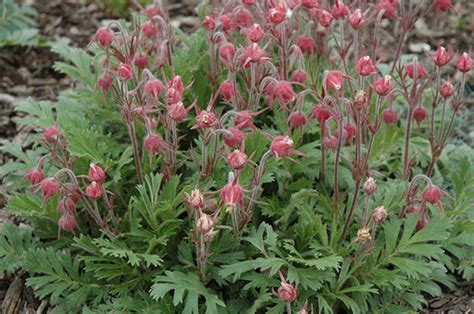 Prairie Smoke Flower Seeds | Etsy