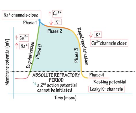 Ventricular Action Potential — Back of the Box Talks