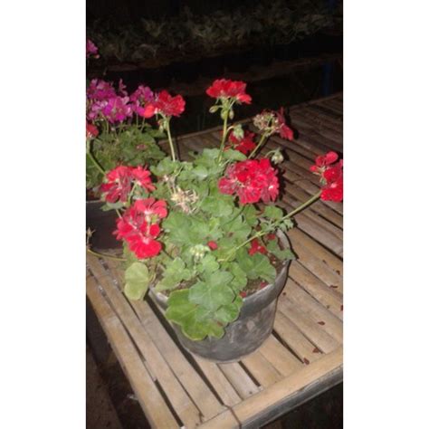 19+ Gambar Bunga Geranium Merah - Gambar Bunga Indah