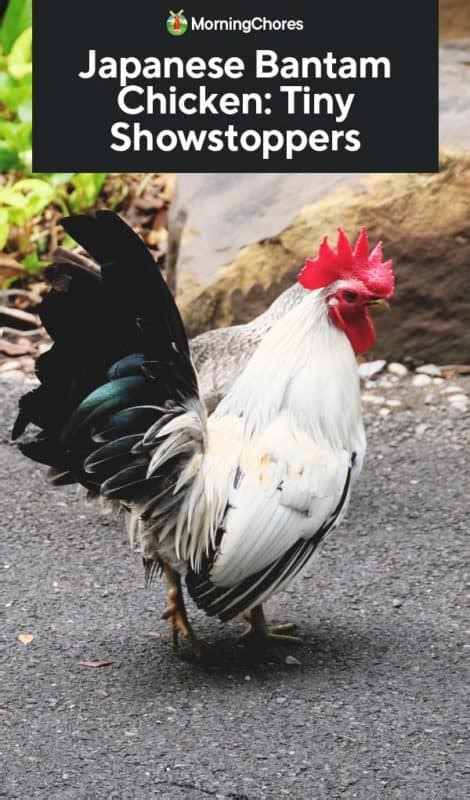 Japanese Bantam Chicken: Tiny Showstoppers